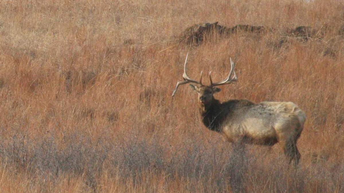 Tram rides at the Maxwell Wildlife Refuge, about an hour from Wichita, will give riders close looks at elk and buffalo, Kansas’ two largest native animals.