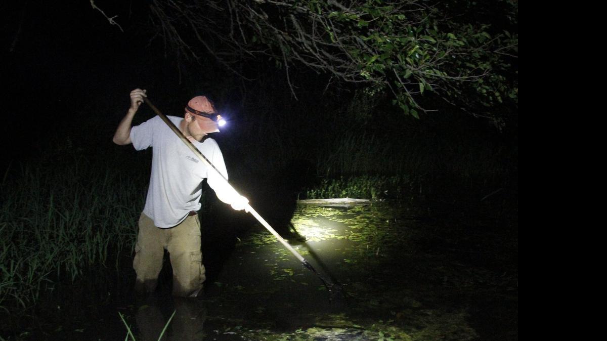 
Kyle Markham wades the shallows of a pond, using a spring-loaded grabber to catch bullfrogs.

