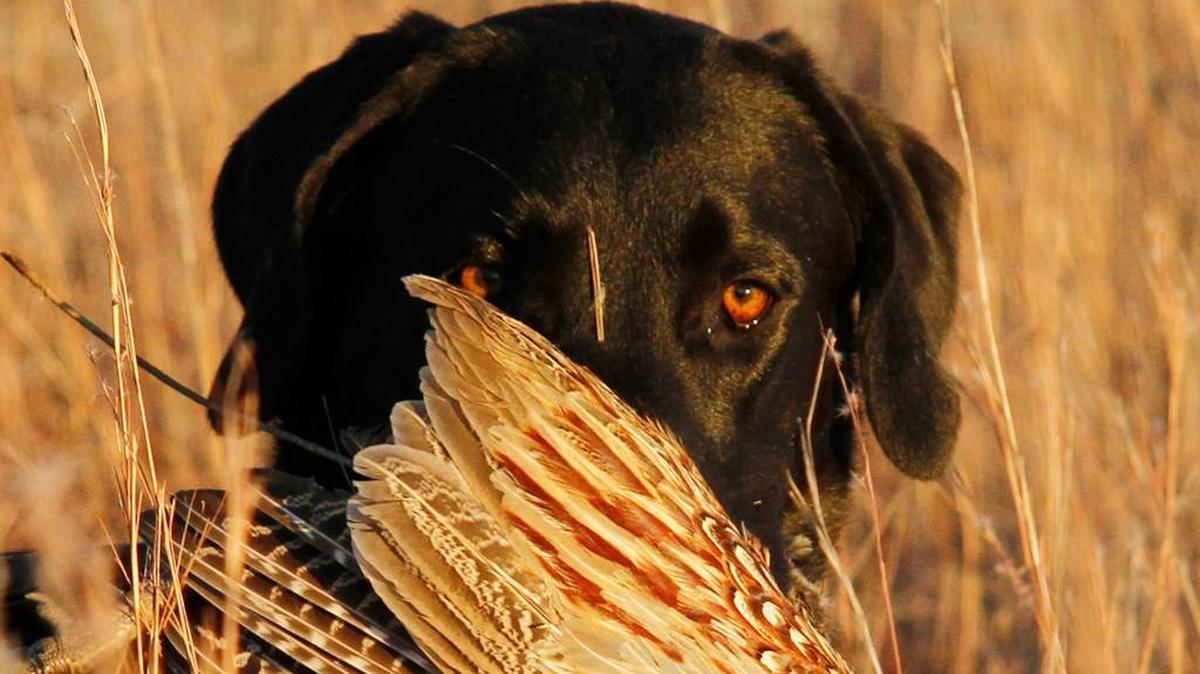 Spring surveys show the Kansas pheasant population was up 30 percent over last year. Nesting conditions are currently favorable over most of the state.