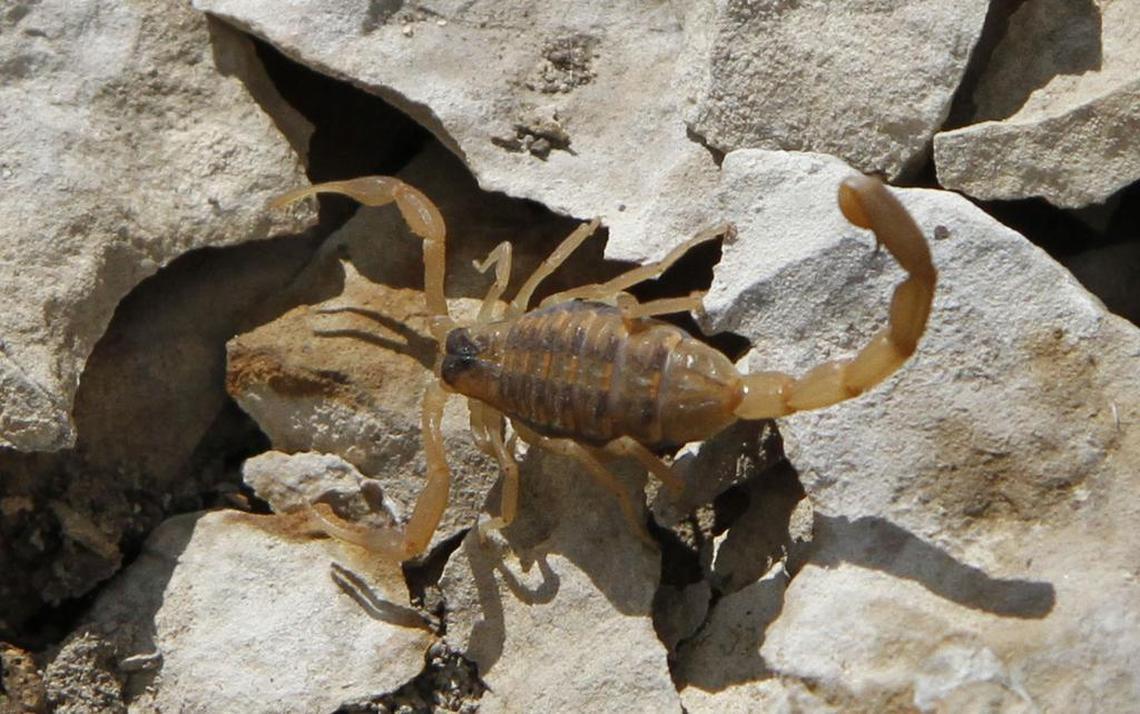 Though not reptiles, scorpions were common finds in the rocks near the Saline River last weekend.