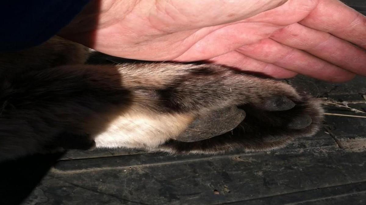 This mountain lion was found in a shed by a land owner near Dodge City.