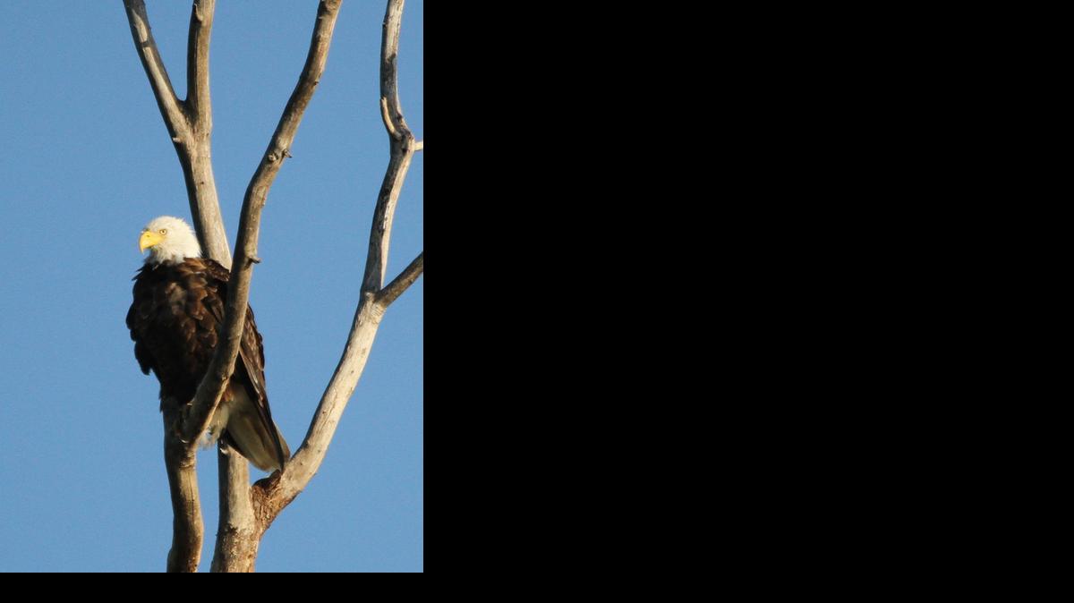 The U.S. Fish and Wildlife Service is offering rewards for any information leading to a conviction in the shooting of a bald eagle last week in Marion County.