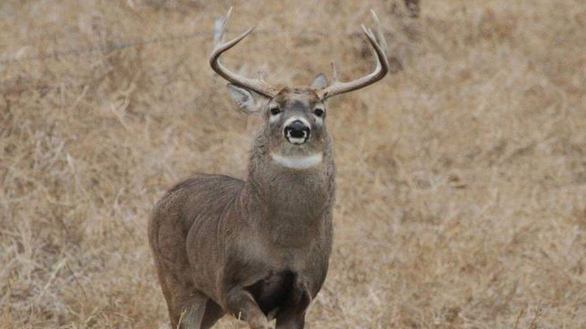 Chronic Wasting Disease has been detected in deer in 21 Kansas counties, including Pratt and Reno.