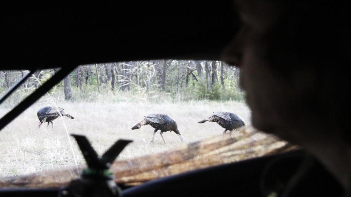 Lori Winningham watches turkeys feed near a hunting blind Thursday morning as part of the Kansas Governor’s Turkey Hunt. It was her first hunting trip.