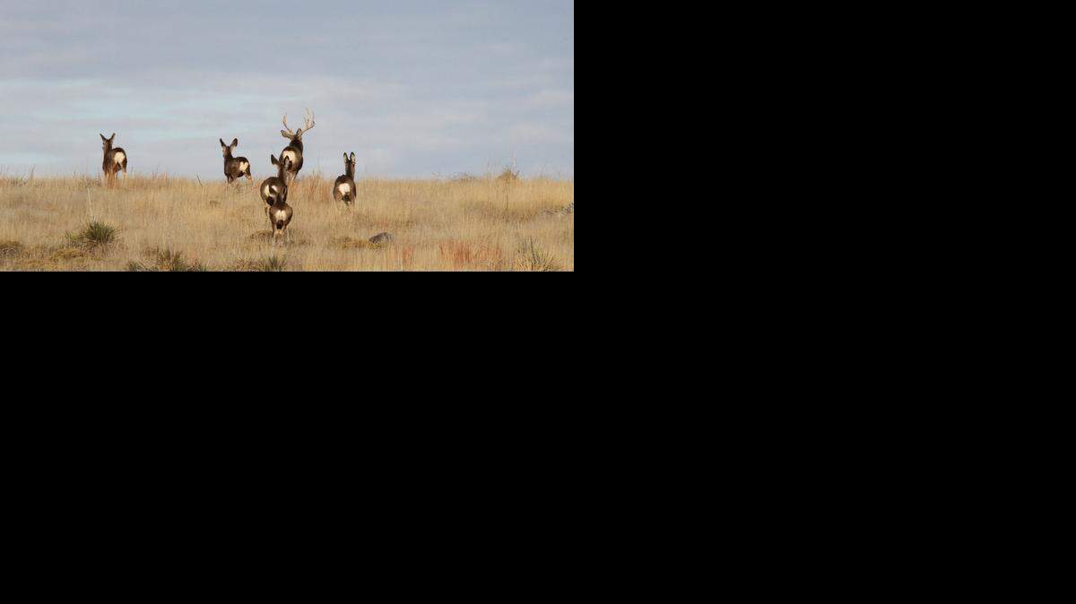 
A herd of mule deer head over a ridge in western Kansas.
