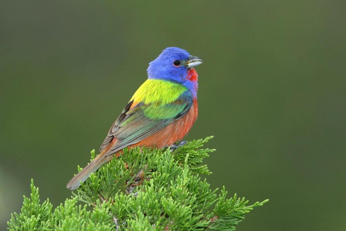 Many believe the painted bunting to be Kansas’ prettiest songbird, but their shy nature can make them hard to find.