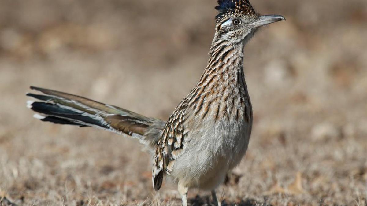 A roadrunner visits a farm south of Udall on Sunday. The birds are being seen more and more in Kansas. Audubon describes their habitat as deserts and open country with scattered brush, dry grassland, forest edges and limestone hills with scattered junipers. (Feb. 5, 2017)