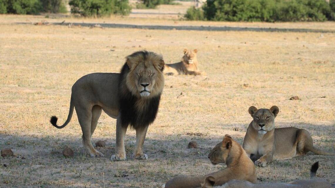 Michael Pearce: Many questions about lion’s death and public’s reaction to it