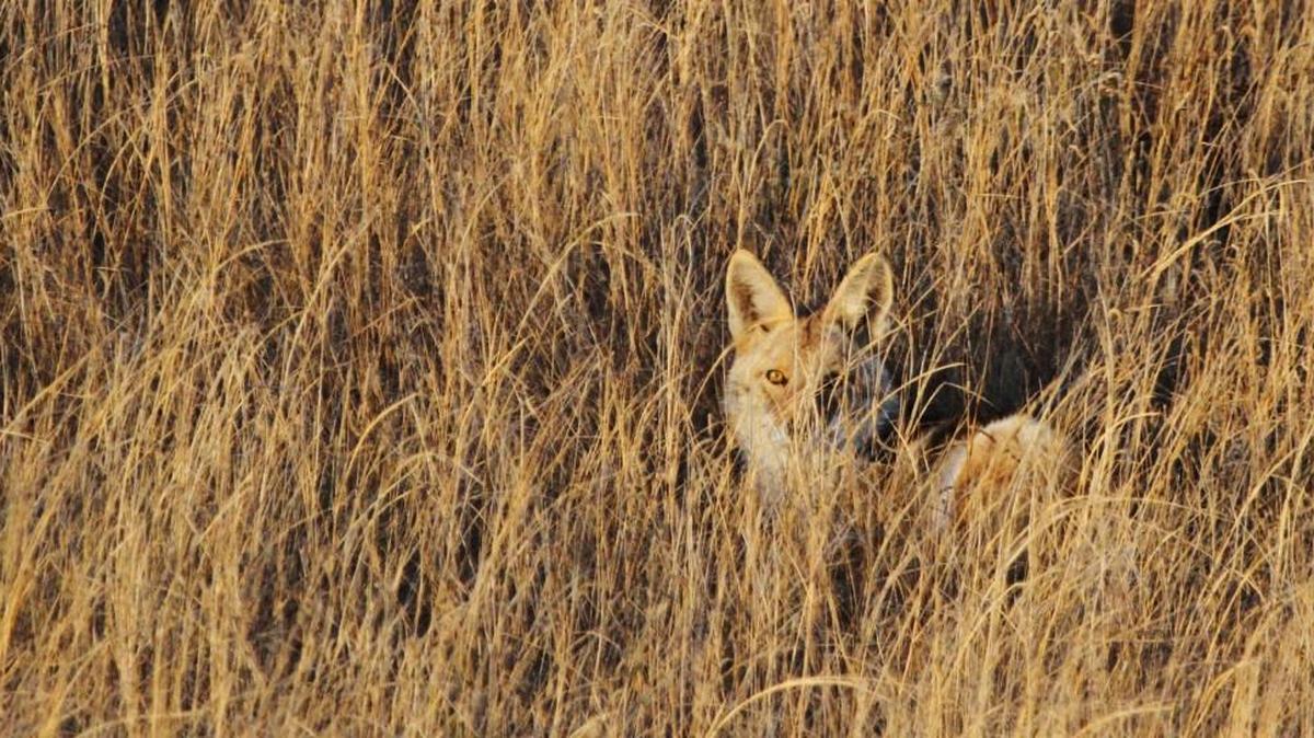 An animal-rights group stopped a hunt in Kansas when it threatened legal action against a coyote-calling contest.