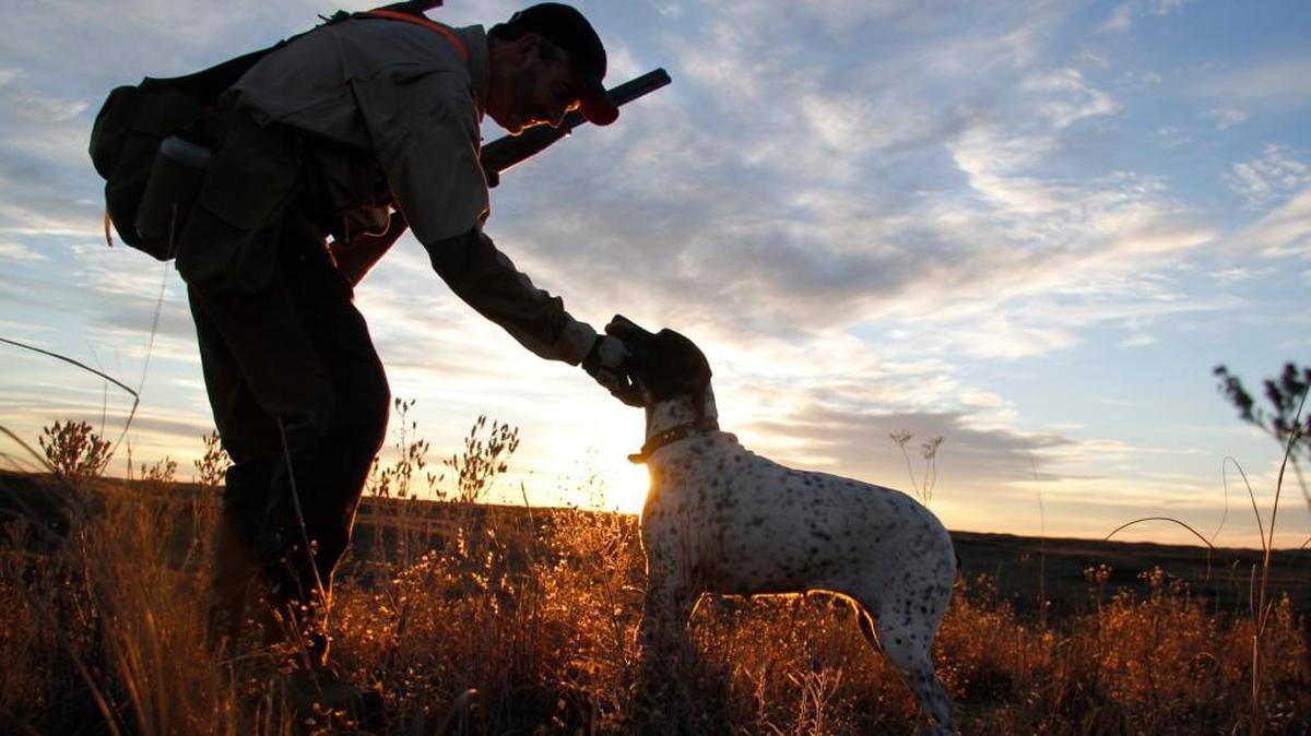 
Summer brood surveys show northwest Kansas should hold the state’s best pheasant hunting this year. The Flint Hills are projected to be the best for quail.
