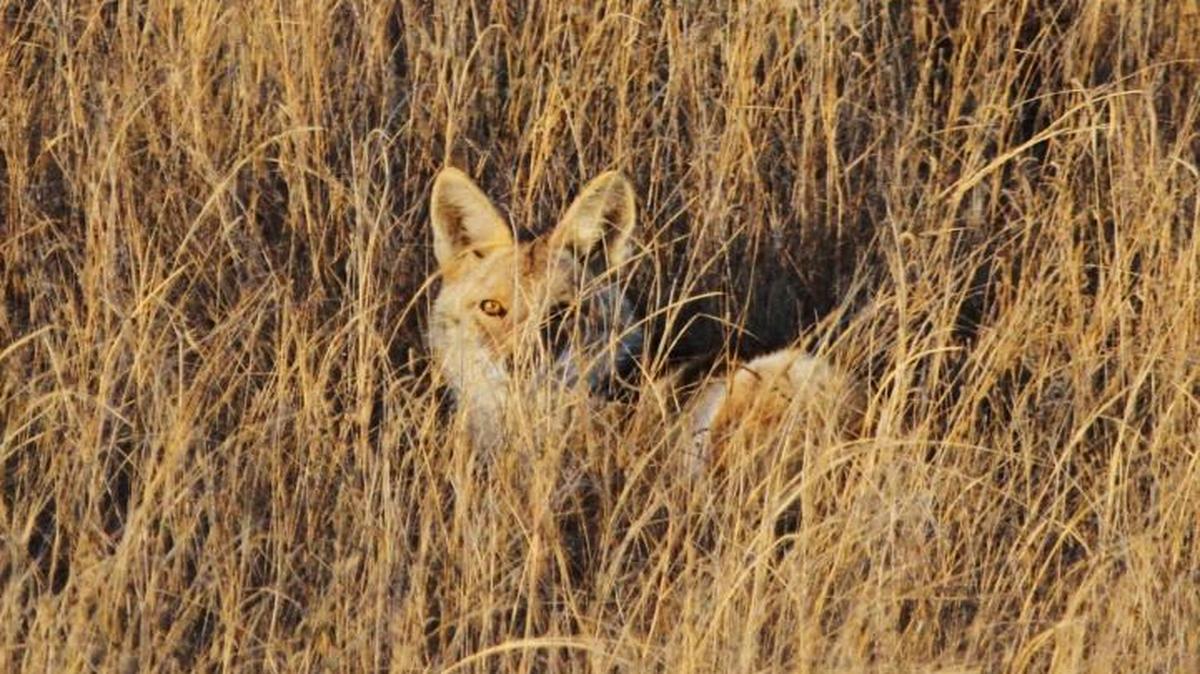 Low fur prices may have kept some people from running traps during the trapping season that ended on Wednesday. In parts of Kansas, coyotes averaged $8. In the late 1970s, many sold for $70 or more.