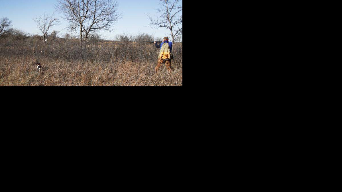 
Sid Sizemore takes shots at a covey of quail that was pointed by his dog, Hanna. 
