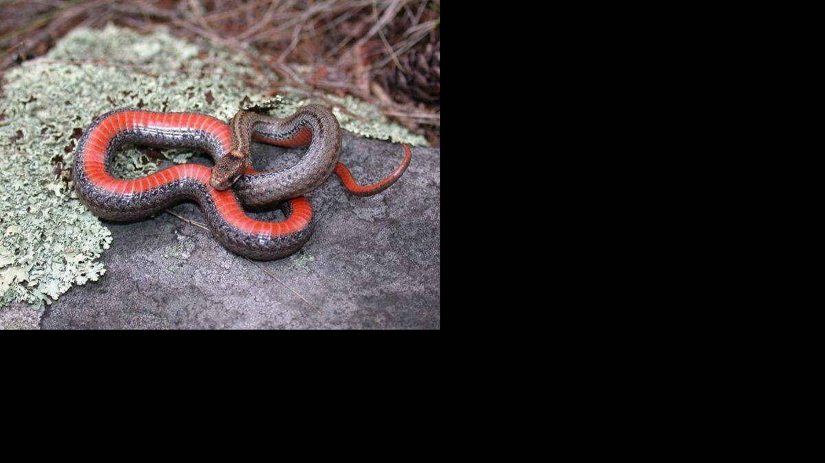 
Even in areas with good populations, reclusive redbelly snakes can be hard to find.
