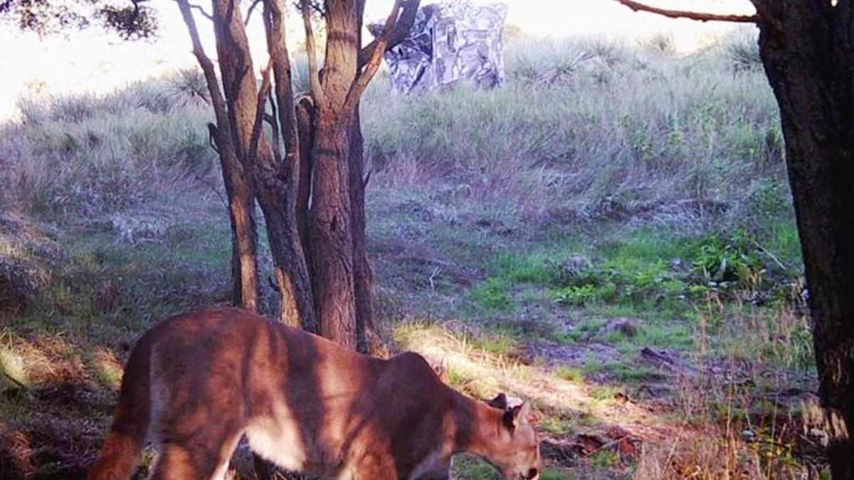 This mountain lion was photographed by a trail camera last month in Rawlins County in northwest Kansas.