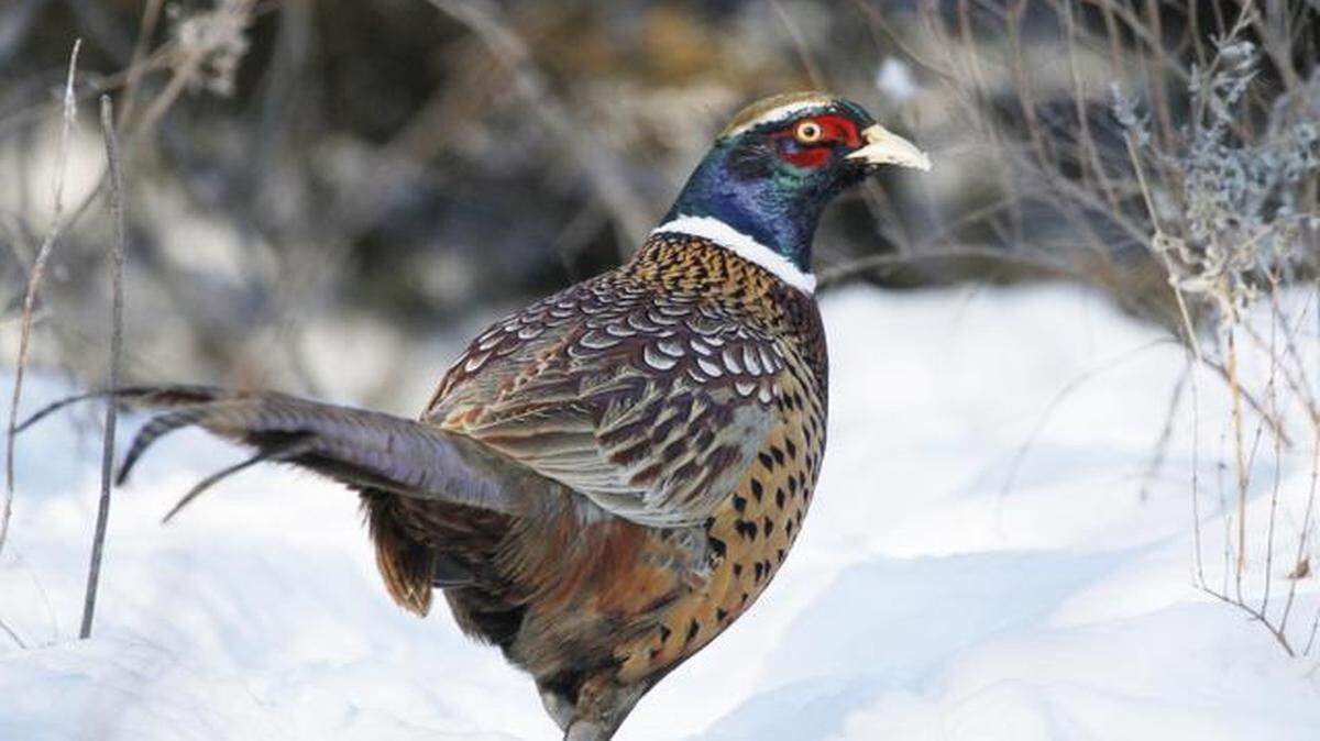 
Biologists are hoping the use of cover crops in farm fields can help more pheasant chicks to grow to adult hood, like this bird photographed in Harvey County last winter.
