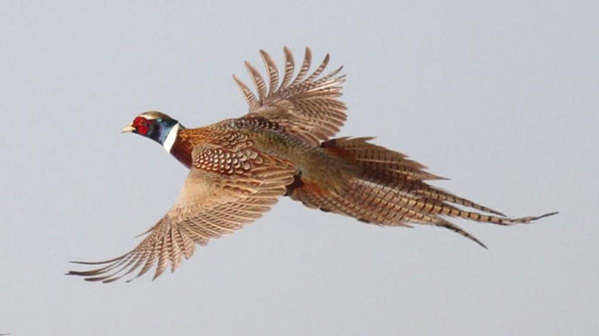 Summer surveys indicate southwest Kansas should have the most pheasants this year. All regions have improved populations.