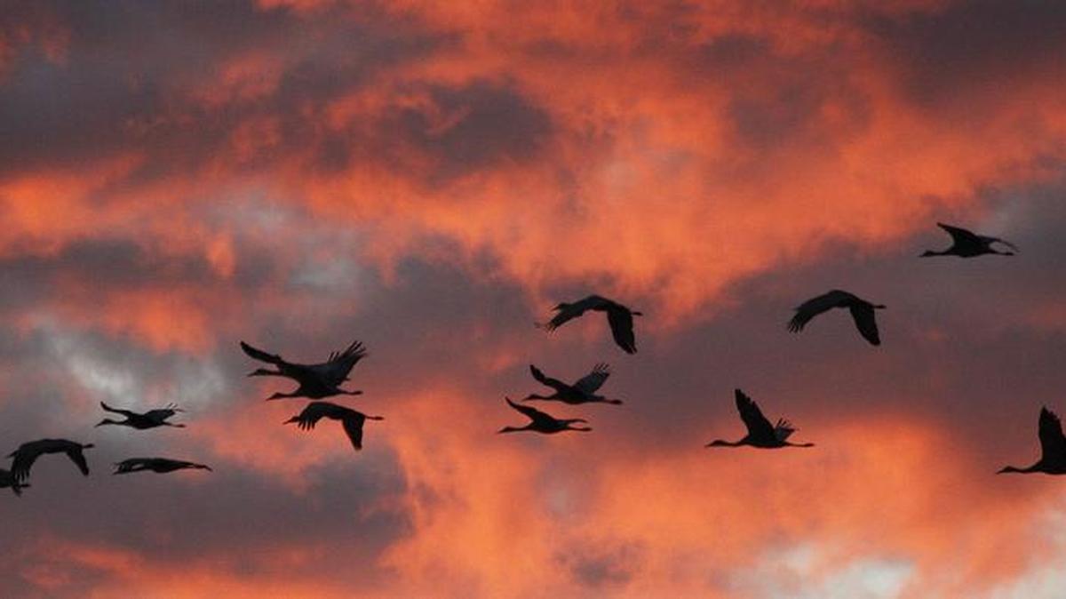 
Sandhill cranes fly as the sun sets over Quivira National Wildlife Refuge. (Nov. 4, 2013)
