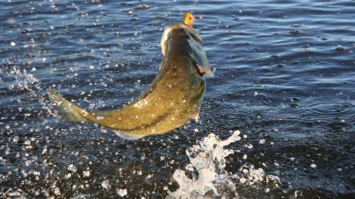 
Butler and McPherson state fishing lakes are expected to offer good fishing for largemouth bass this year.
