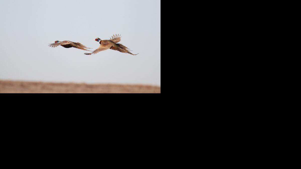 
Good nesting conditions could greatly improve the future of Kansas pheasant hunting, as the birds try to recover from historic lows in 2013.

