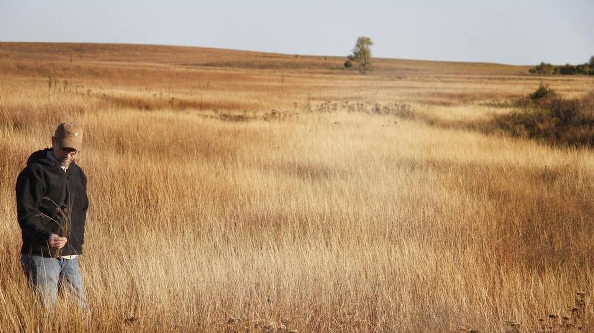 
Brian Obermeyer, Nature Conservancy of Kansas, checks a Chase County pasture. The blonde grass is an Old World bluestem, which could overtake native grasses and offer little to cattle and wildlife. 
