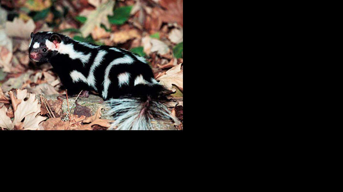 
The Sedgwick County Commission is seeking to have the spotted skunk removed from Kansas’ threatened-species list. 
