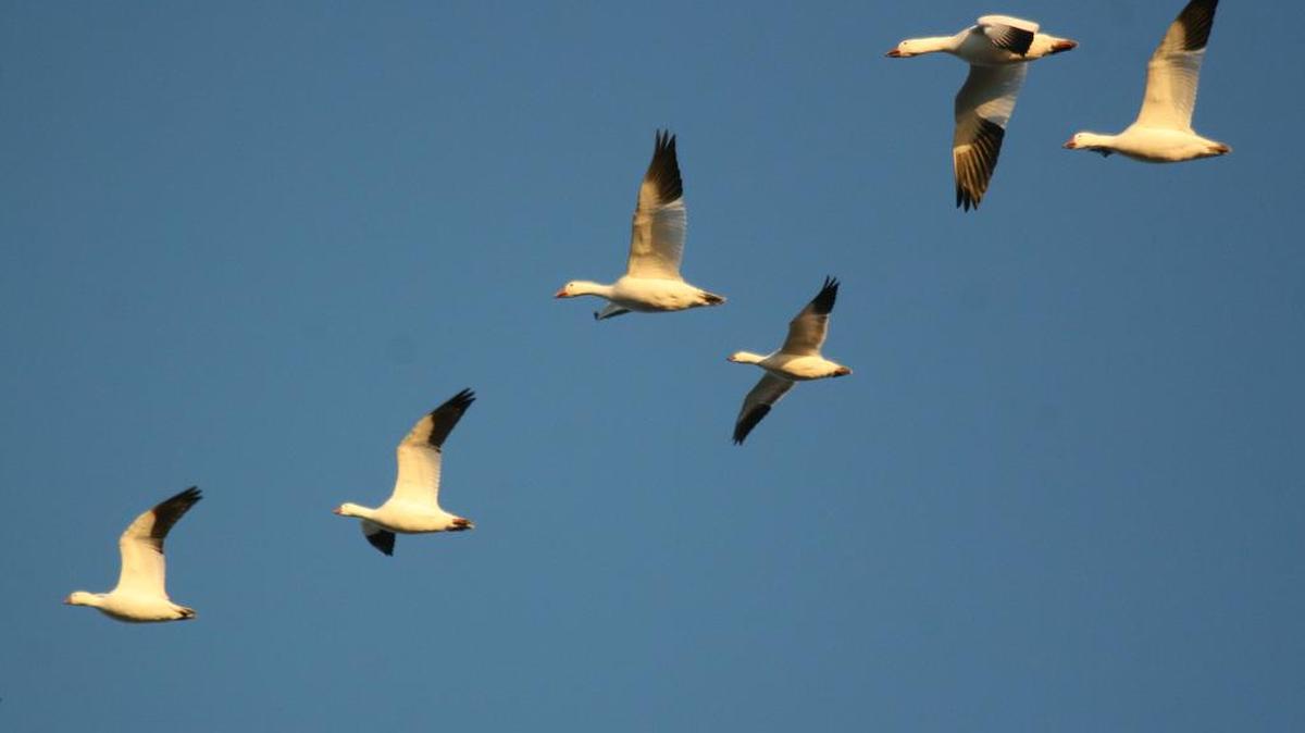 Six of many thousands of snow geese currently at the Quivira National Wildlife Refuge.