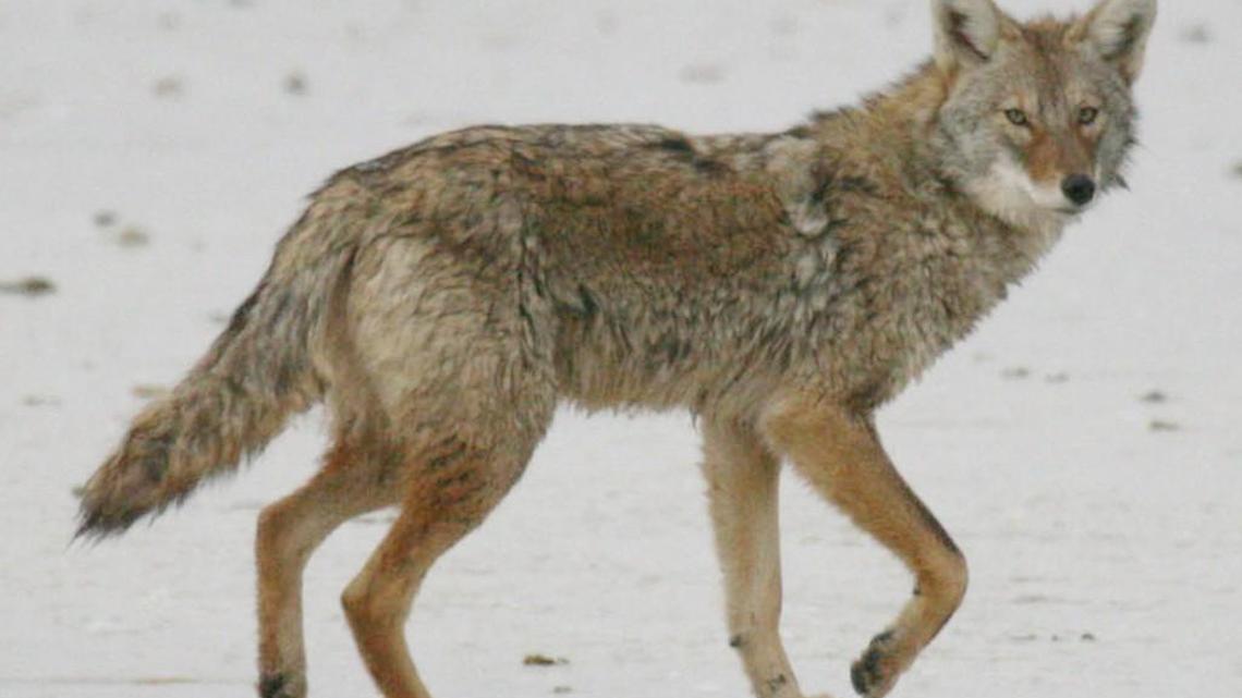 A coyote (not the one pictured) has been linked, using DNA, to four separate attacks on people in California.