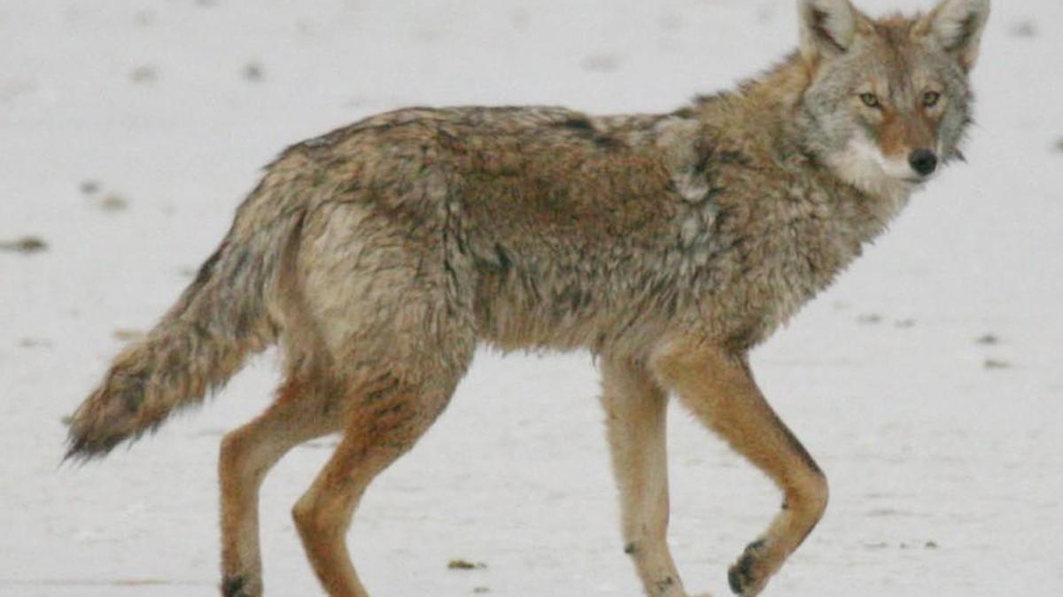 A coyote (not the one pictured) has been linked, using DNA, to four separate attacks on people in California.