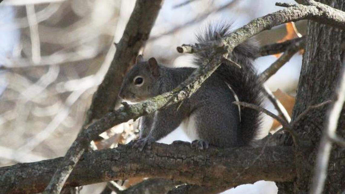 Grey squirrel.