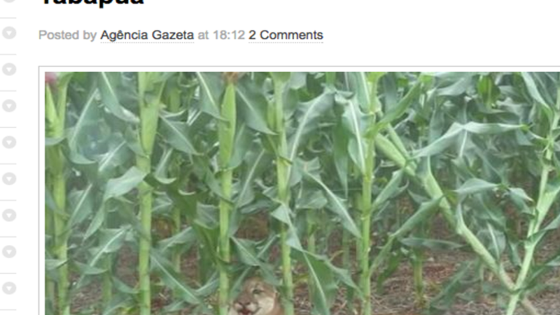 Photo of Kansas mountain lion is a hoax