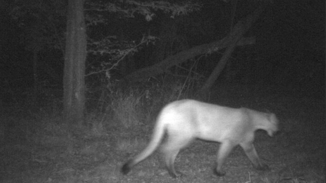 Sumner County family: Photo ‘indisputable proof’ that mountain lions live in Kansas