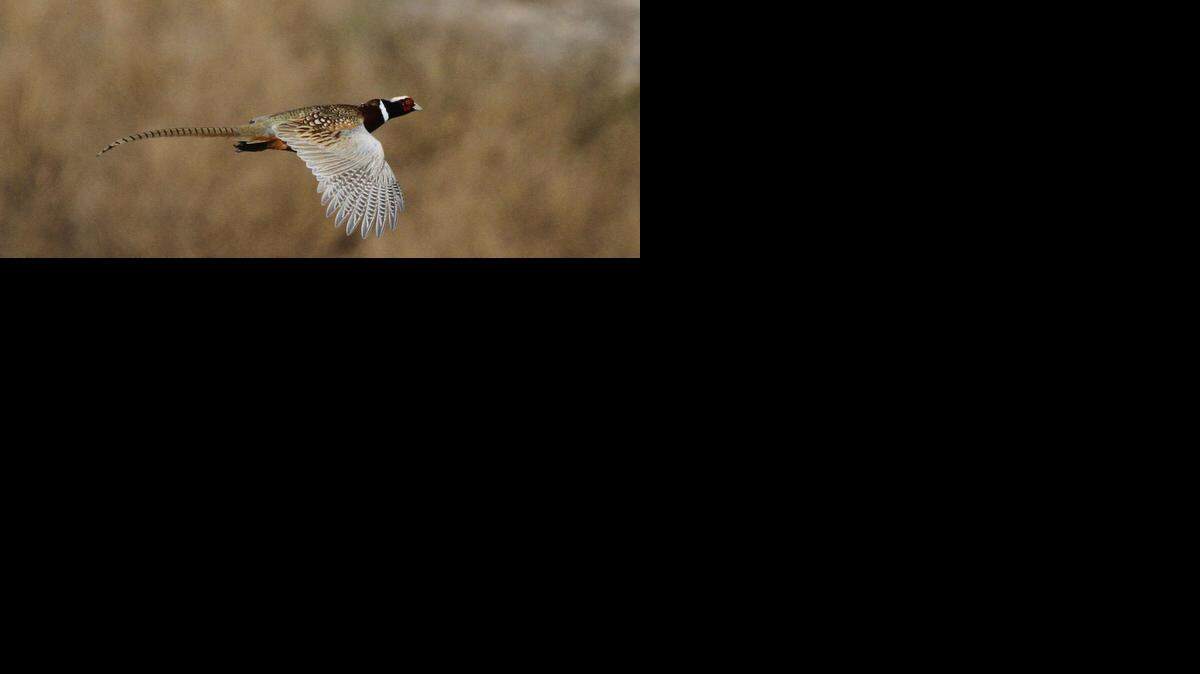 
Pheasant and quail biologists will lead workshops open to the public March 14, in Wichita.
