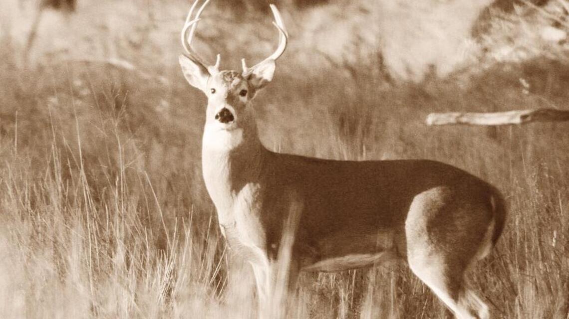 The first time ever I saw your face: When spotting a deer was a moment-in-time event