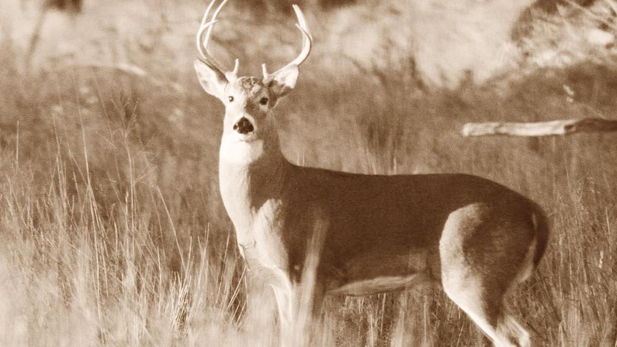 
Fifty years ago the sight of a deer, in Kansas was worthy of mention in small town newspapers and good for at least five minutes of excited conversation at the barber shop. Most over 50 still remember the specifics of where and when they saw their first deer in Kansas.
