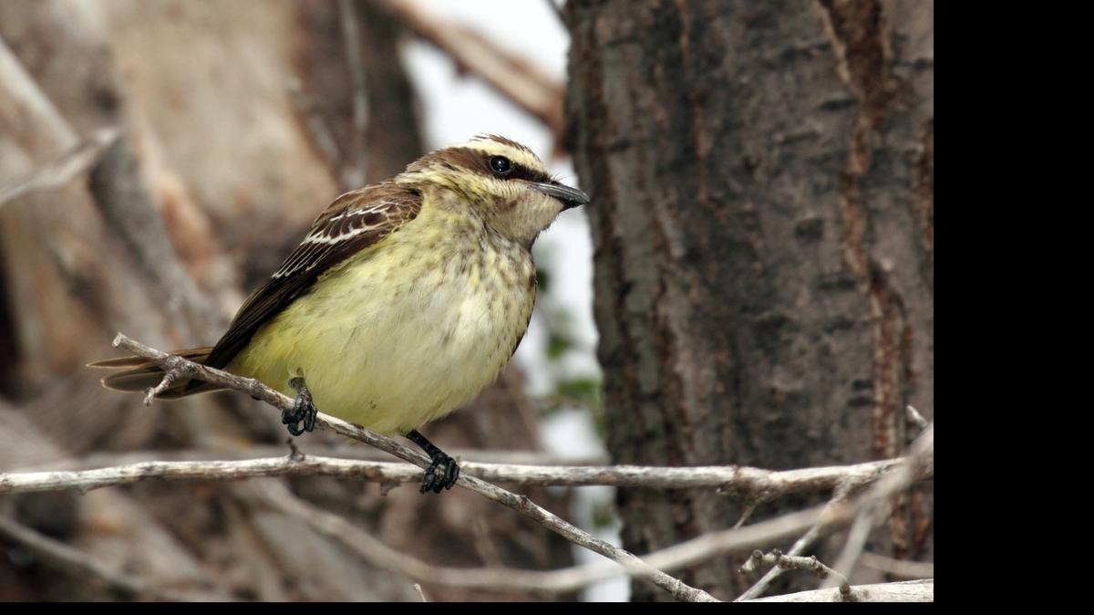
Several thousand miles from its home range, this piratic flycatcher drew birders from many states to western Kansas last weekend.
