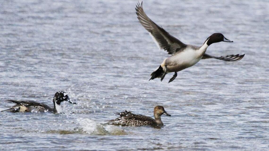 More to duck seasons than just mallards