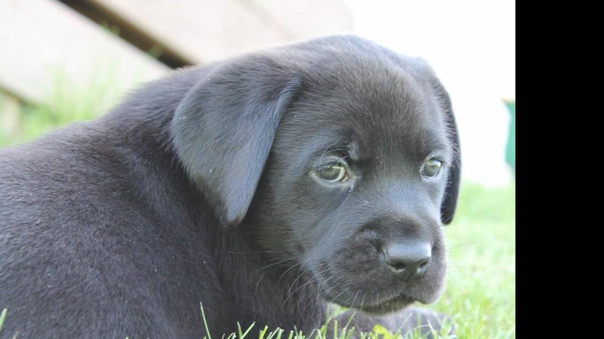 
The puppy to be named Cade, at five weeks. Watch out ducks, he's going be growing all summer and going a lot this summer and fall.
