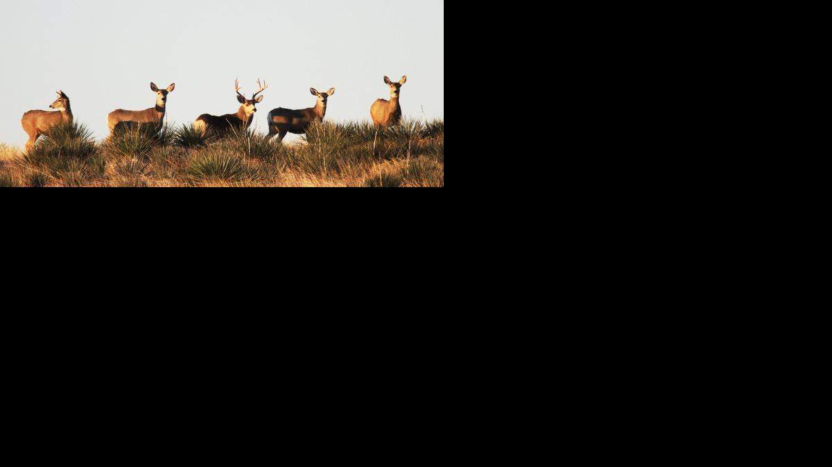 
Permits for buck and doe mule deer will be lowered for the coming seasons in western Kansas. Opportunities to shoot whitetail does will decrease in units 8 and 16.
