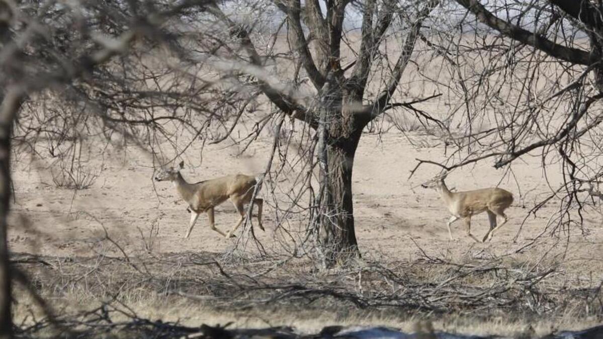 Deer that survived Monday's fire in Clark County try to stay near what little cover is around. When magnified, most of the 19 in the herd showed scars from being burned.