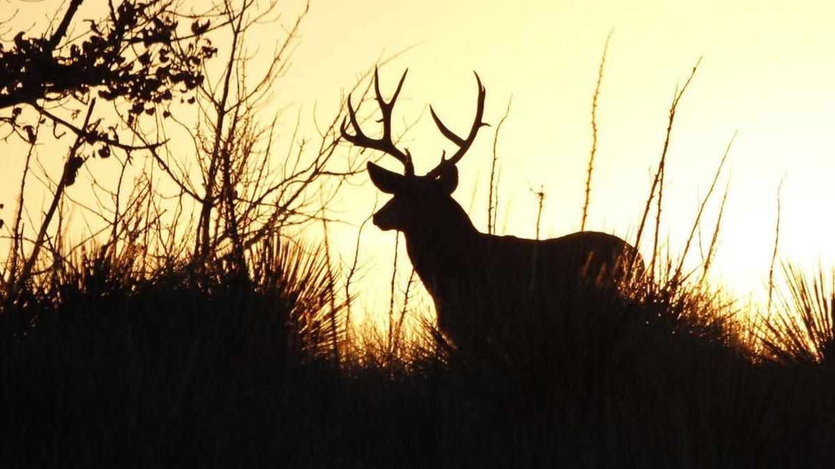 Wednesday's opening of firearms deer season will have thousands of hunters afield, looking for the buck of their dreams. Kansas hosts a higher percentage of non-resident deer hunters than any state in the Midwest.