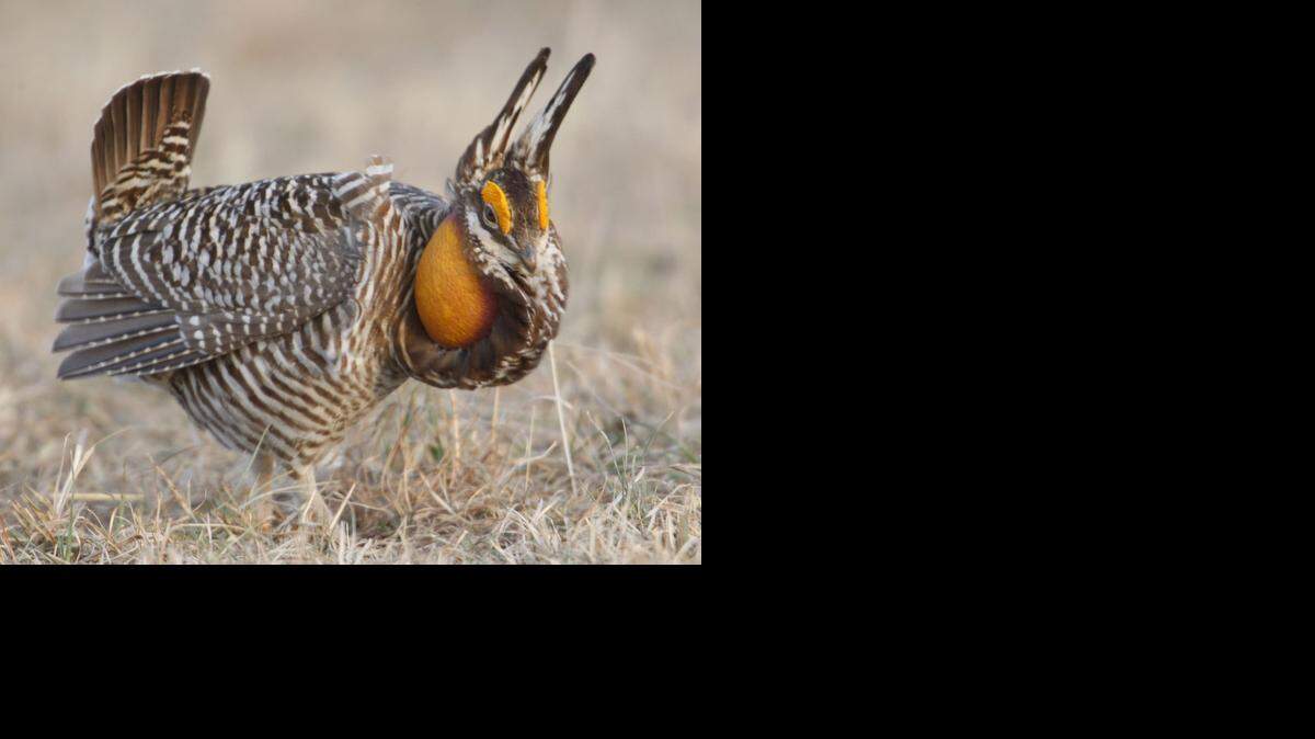 
Even most Kansans who enjoy watching nature have never sat on a prairie chicken lek in the spring. Two groups are offering guided trips to the tall grass prairie leks this spring.

