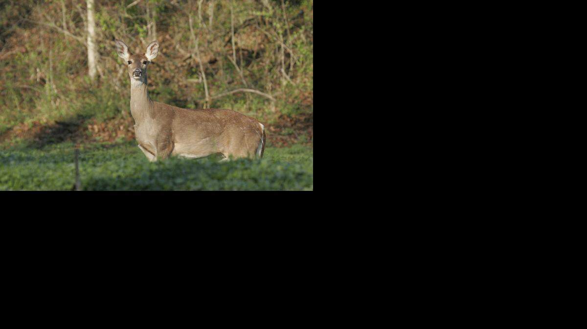 
On March 21, the El Dorado chapter of the Quality Deer Management Association will be holding an outdoors workshop on habitat improvement in the Flint Hills.
