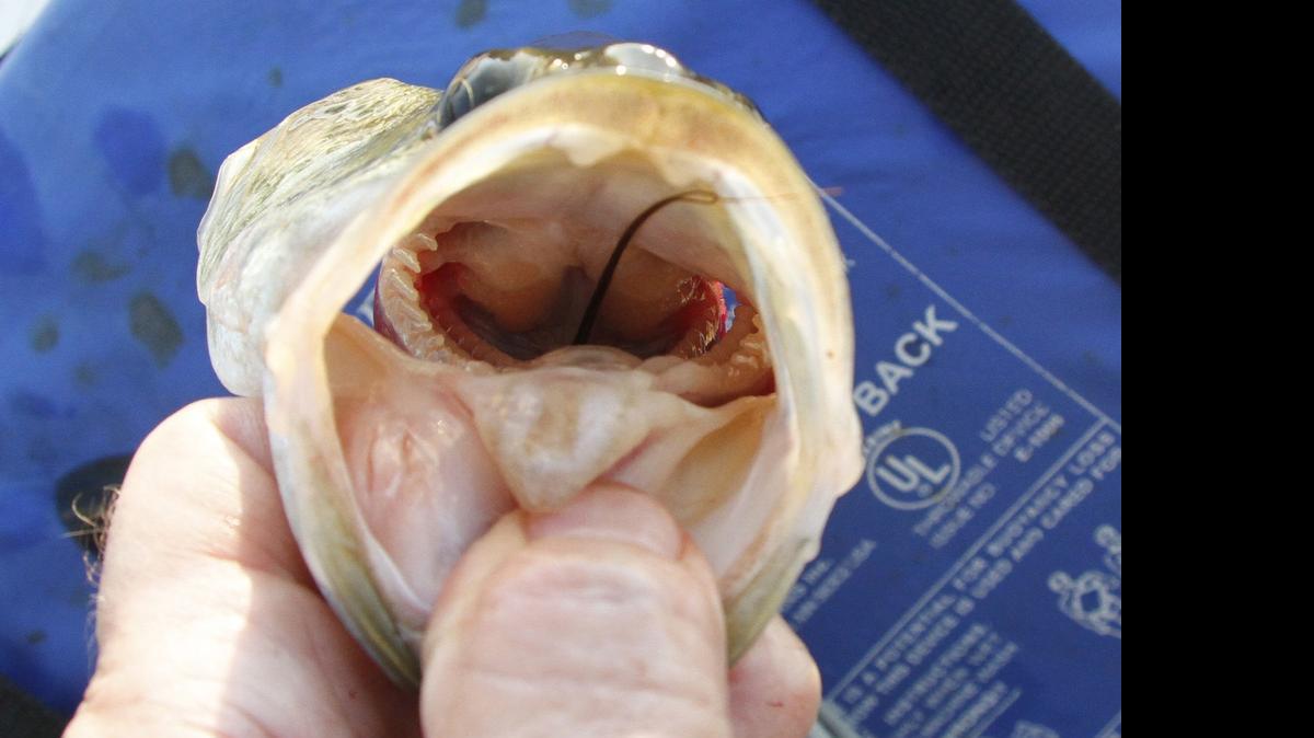 
Just the antennae is showing after this bass swallowed a crawdad Tuesday morning.
