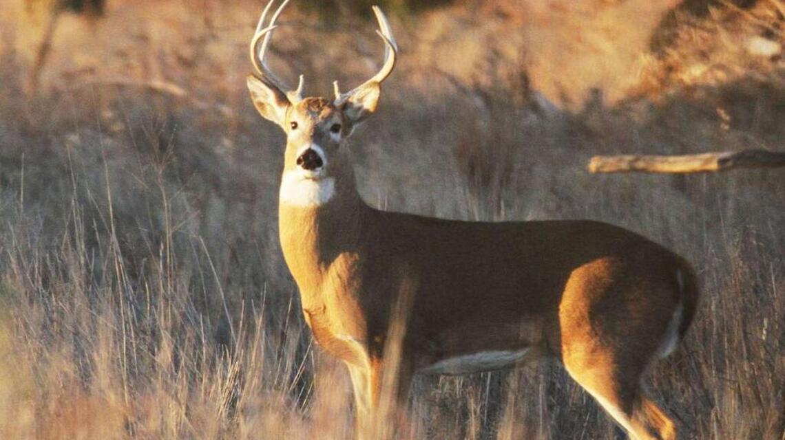 Memory of first deer seen never fades