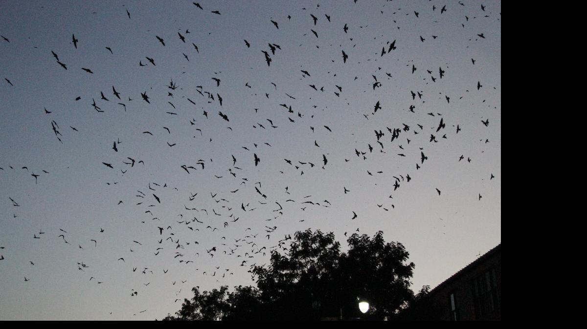 
Purple martins swarm in the sky minutes before dropping to roost in five trees in Old Town on Tuesday evening. The flock was probably about 15,000 on Tuesday, but that could double within the next two weeks. 
