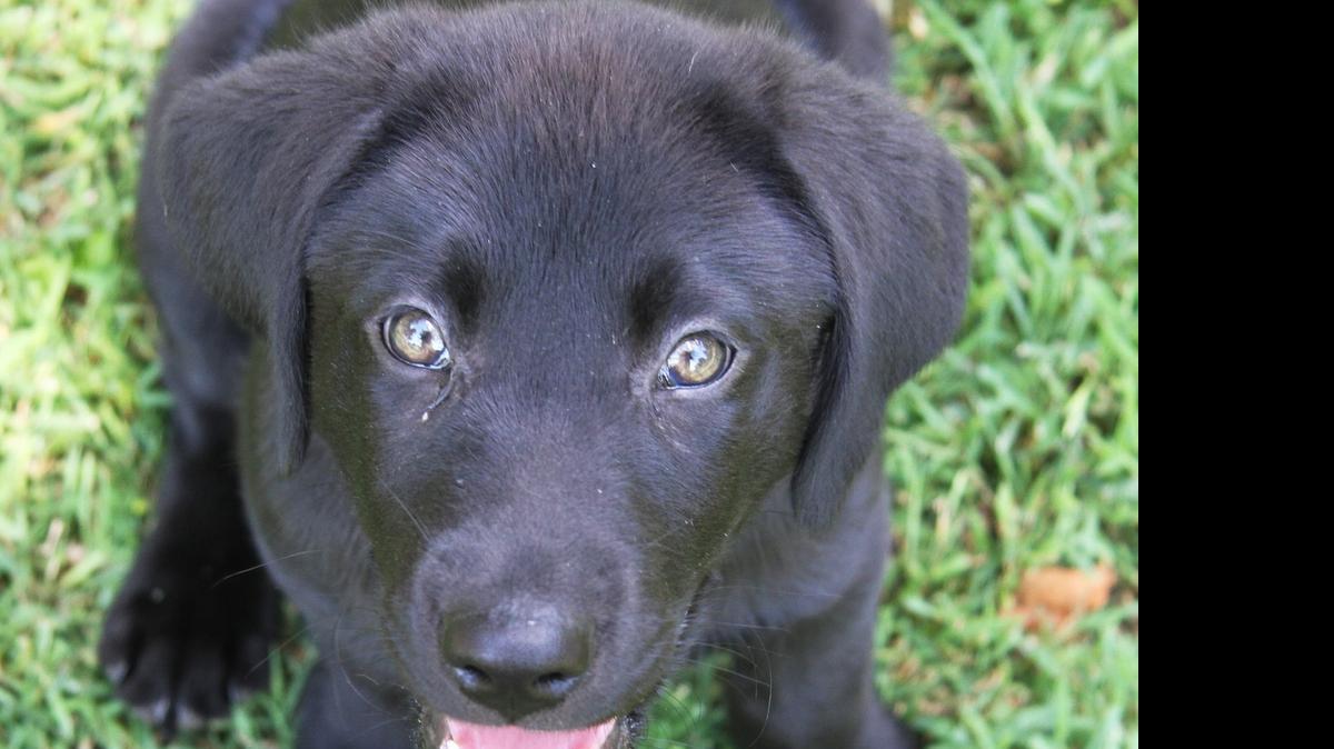 
Even at 8 weeks, Cade is smart enough to milk the system for as many treats as possible.
