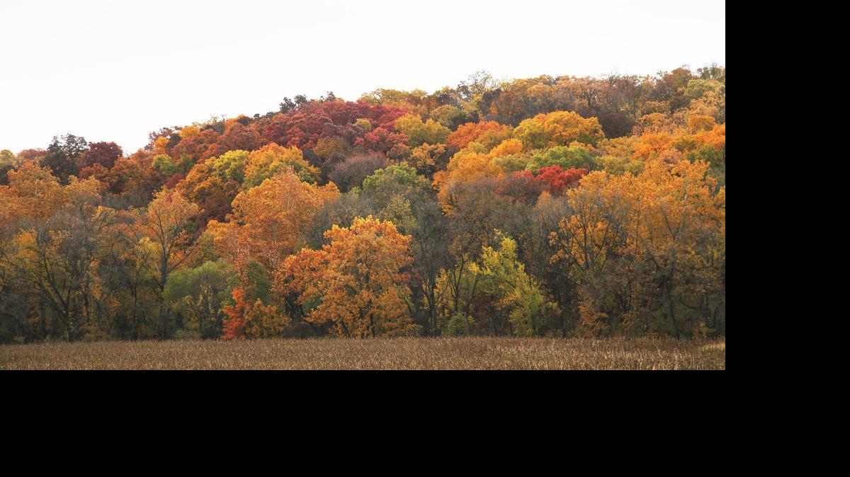 
The gradual changing of foliage from summer to fall colors is only one of many things that makes October seem so appealling during the summer’s extreme heat.

