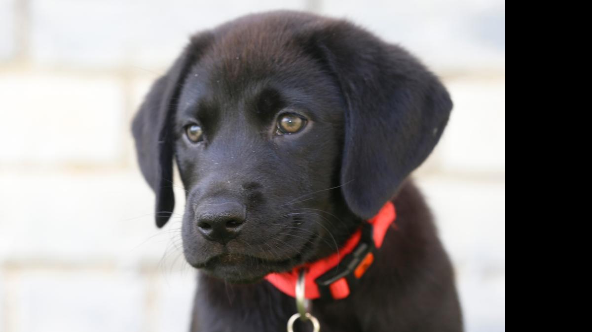
Behind Cade’s angelic face is a puppy bomb ready to denoate at any second, hence his nickname “the Tasmanian puppy.”
