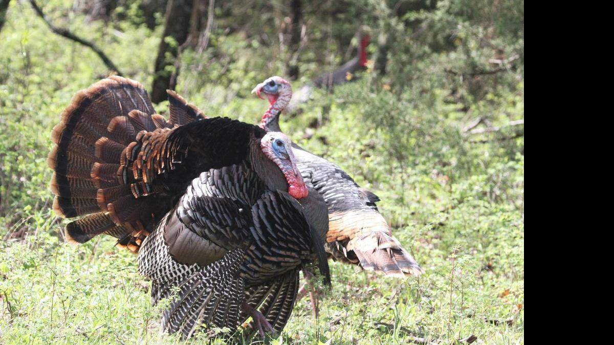 
A tom shows his dominance to two others Friday afternoon, during the 29th Kansas Governor’s Turkey Hunt.
