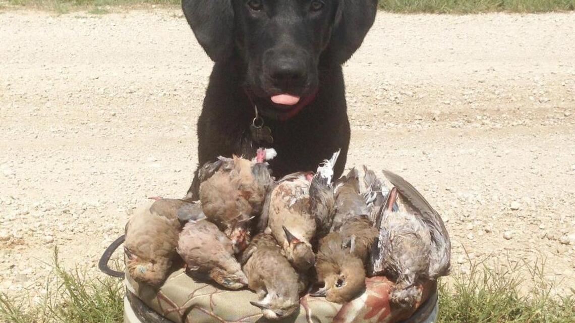 For a pup, fetching birds is only half the fun on a hunt